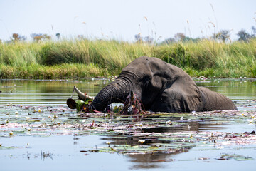 Okavango Delta "Botswana" 