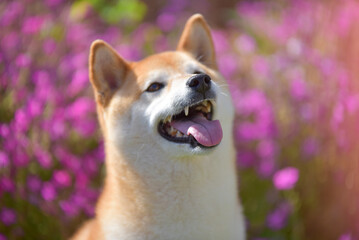 cinnamon colored shiba inu dog playing in garden
