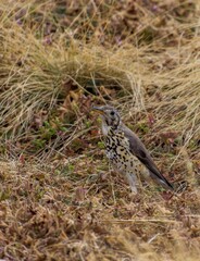 Ethiopian Groundscraper thrush (Turdus litsitsirupa simensis) in Simien mountains, Ethiopia