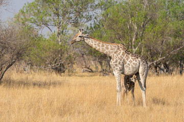 Okavango Delta 