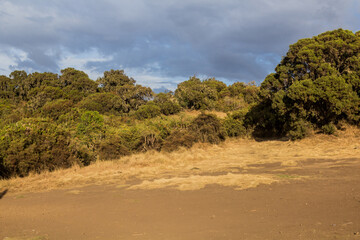 Forest in Simien mountains, Ethiopia
