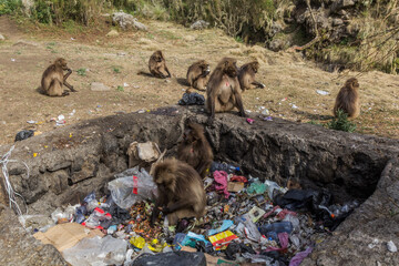Gelada monkeys (Theropithecus gelada) in a dump in Simien mountains, Ethiopia