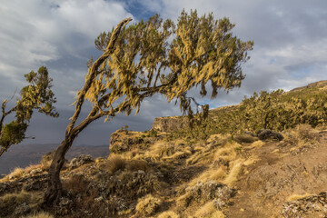 Obraz premium Beard lichens on a tree in Simien mountains, Ethiopia
