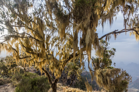 Beard lichens on a tree in Simien mountains, Ethiopia