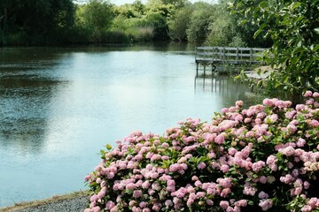 French hydrangea flowers on the shore of a lake surrounded with trees and green plants