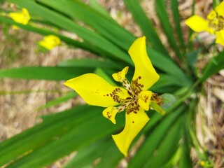 Yellow flower blooms among its green leaves