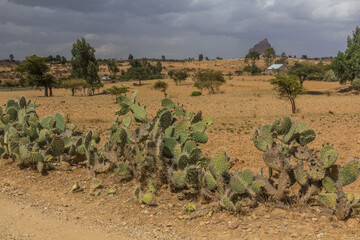 Fototapeta na wymiar Rural landscape of Tigray region, Ethiopia