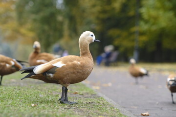Mandarin ducks walking in city park with pigeons in golden autumn.
