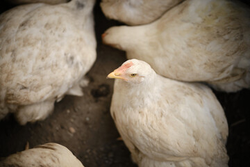 dirty chicken in the foreground in the middle of other chickens with head raised