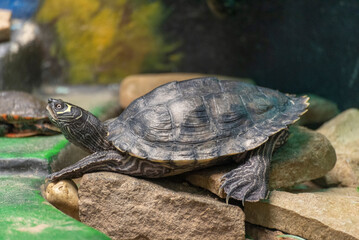 Southern Map Turtle In The Wildlife Sanctuary