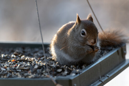 Small North American Red Squirrel At A Feeder