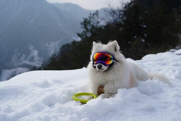 Closeup shot of a Samoyed dog on a snowy mountain with ski googles covering its face - obrazy, fototapety, plakaty