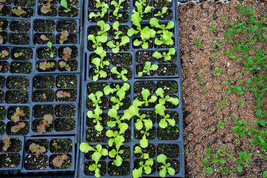 Baby Lettuce Growing In Greenhouse