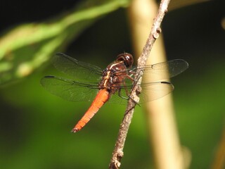 dragonfly on a leaf