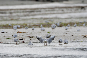 Groupe de mouettes rieuses en bord de mer en Bretagne 