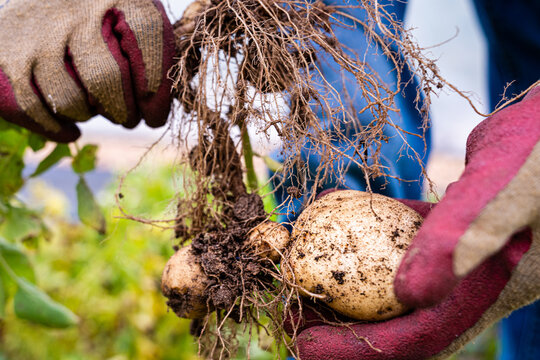 Closeup of potato and roots in gardener hands