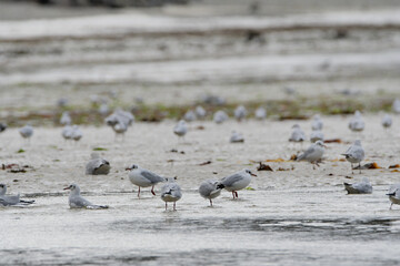 Groupe de mouettes rieuses en bord de mer en Bretagne 