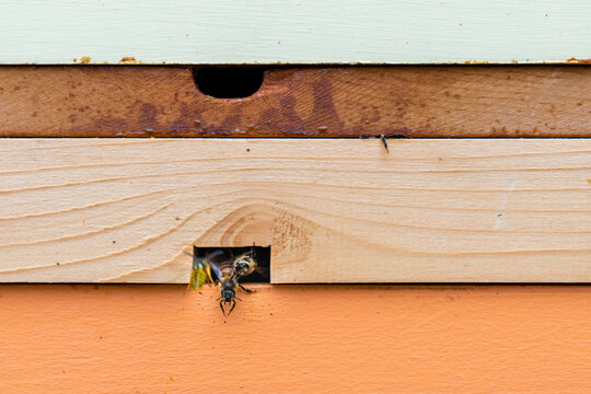 Bees Leaving Beehive in Apiary