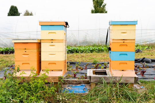 Bee Apiaryn Boxes on a Farm