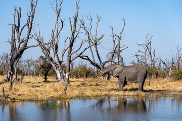 Okavango Delta 