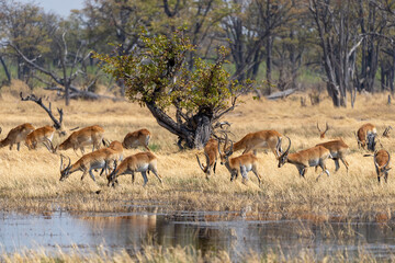 Fototapeta na wymiar Okavango Delta 