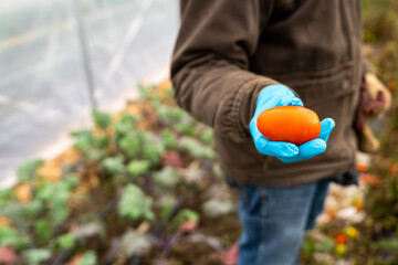 Man Holding Red Roma Tomato in Garden