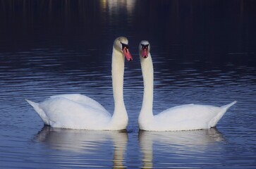 山中湖を優雅に泳ぐ白鳥