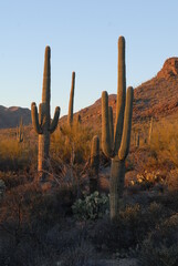 saguaro cactus