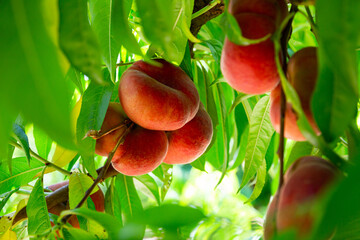 Ripe Saturn peaches growing on tree in orchard