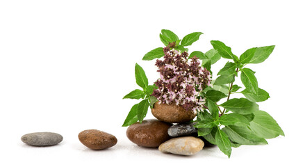 Sweet basil, thai basil flowers isolated on white background.