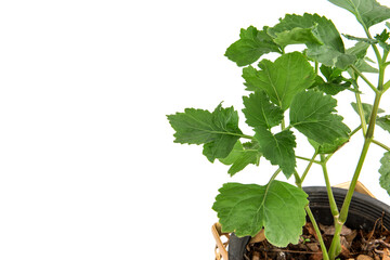 Naklejka premium Patchouli tree isolated on white background.