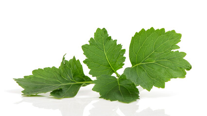 Patchouli green leaves isolated on white background.