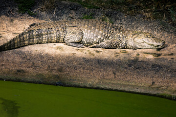 Alligator taking a sunbath on a sandbank on the margins of a river, Pantanal
