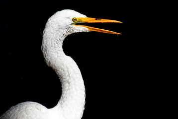 Great Egret (Ardea alba)