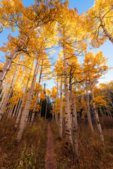 autumn in the forest