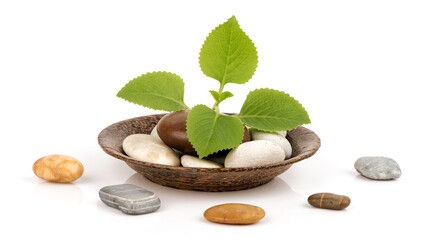 Indian borage leaves isolated on white background.