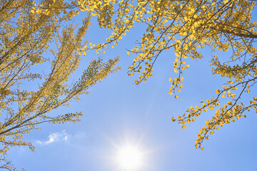 青空と太陽と黄色く色づいたイチョウ