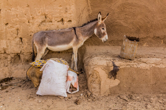 Donkey in Abri town, Sudan