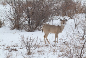 deer in snow