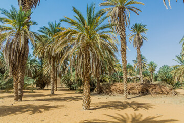 Fototapeta na wymiar Palms in the sand, Sudan