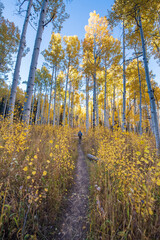 autumn in the forest