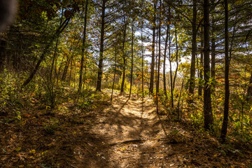 A hiking trail through a woodland of pines with patterns of shade.