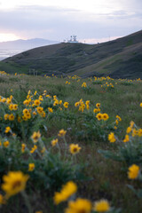 flowers in the mountains