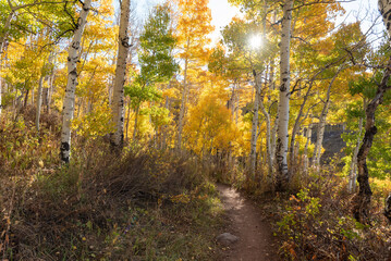 Obraz premium autumn in the forest