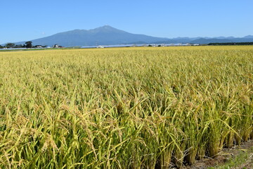 黄金色に稔った稲穂