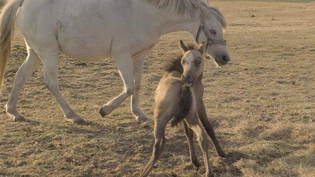 little foal and white big horse mom in a paddock licks itself.Farm animals. Breeding and raising horses.Animal husbandry and agriculture concept