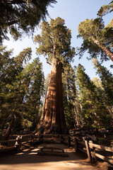 Fototapeta premium trees in the forest