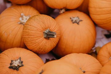 Ripe fresh autumn pumpkins on a farm for Halloween carving. Fall seasonal harvest for pumpkin pie or spooky jack o lantern. Fun Halloween traditions.