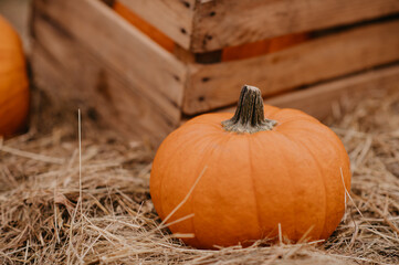 Fall pumpkins for Halloween jack o lantern or pumpkin pie. Fun October autumn traditions. Halloween background.