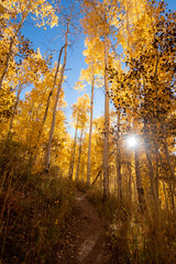 autumn in the forest
